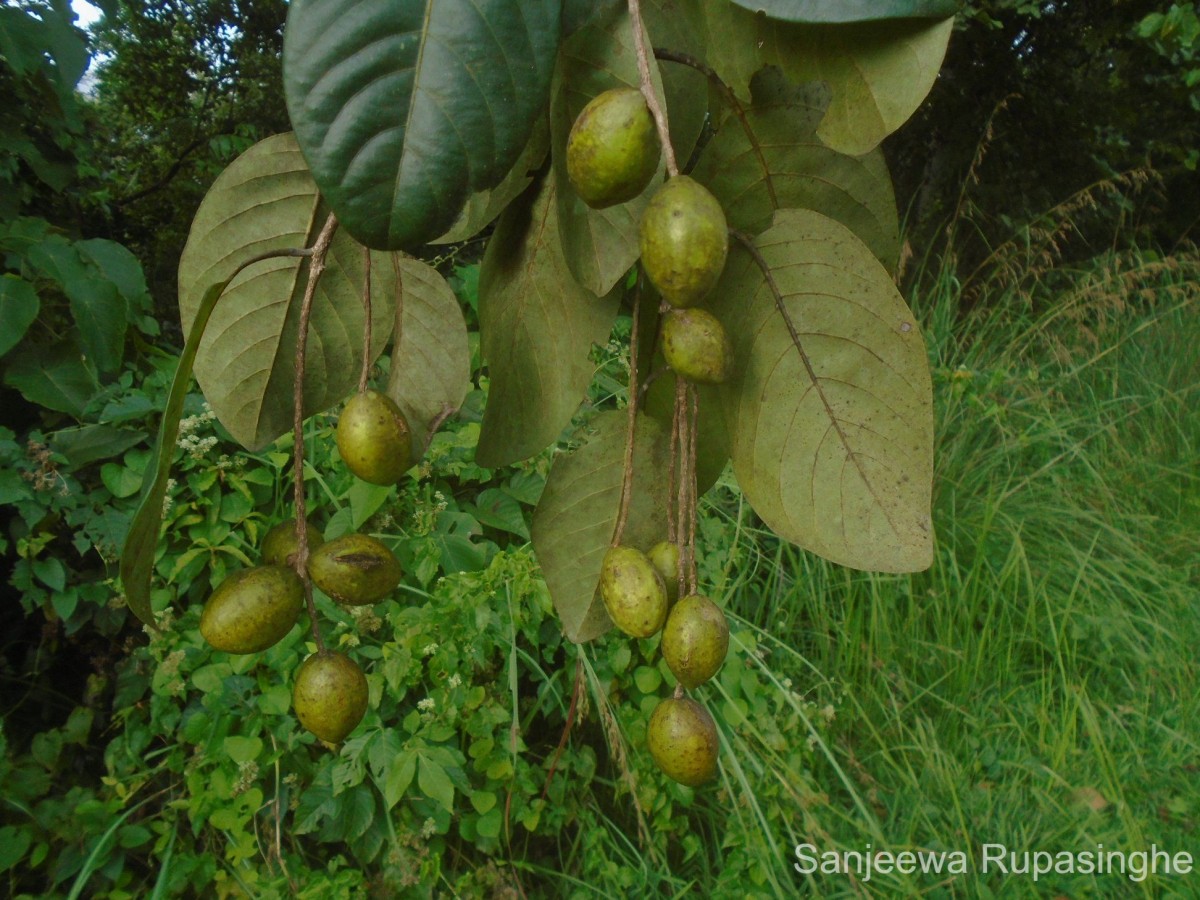 Terminalia chebula Retz.